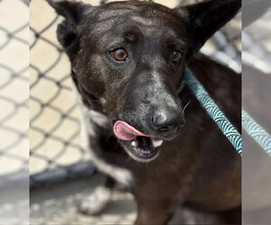 Mutt Dogs for adoption in Tulsa, OK, USA