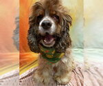 Small Photo #8 Cocker Spaniel Puppy For Sale in Arlington, VA, USA