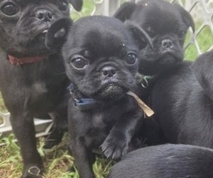 Medium Pug