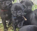 Puppy Blue Collar Pug