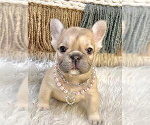 French Bulldog Puppy for sale in DANBURY, CT, USA