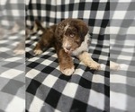 Small #13 Aussiedoodle
