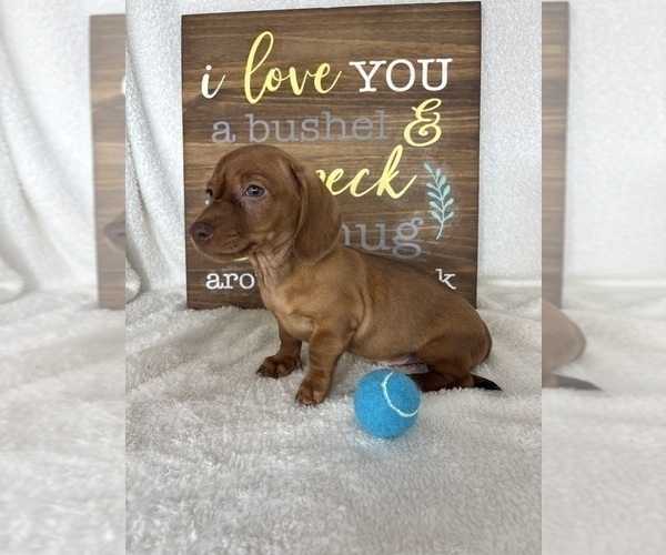 Medium Photo #6 Dachshund Puppy For Sale in GREENFIELD, IN, USA