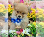 Image preview for Ad Listing. Nickname: Pomeranian