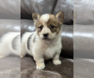 Cowboy Corgi Puppy for sale in WAUKON, IA, USA