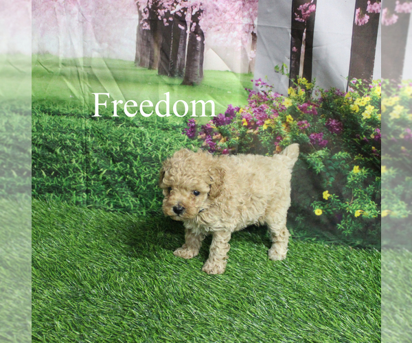 Medium Photo #6 Poodle (Toy) Puppy For Sale in CHANUTE, KS, USA