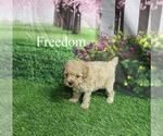 Small #5 Poodle (Toy)