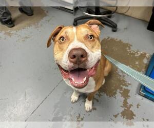 American Staffordshire Terrier Dogs for adoption in Ocala, FL, USA