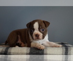 Puppy Viola Boston Terrier