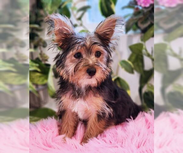 Medium Photo #4 Mutt Puppy For Sale in Tustin, CA, USA