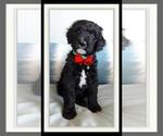 Small Photo #1 Sheepadoodle Puppy For Sale in RIALTO, CA, USA