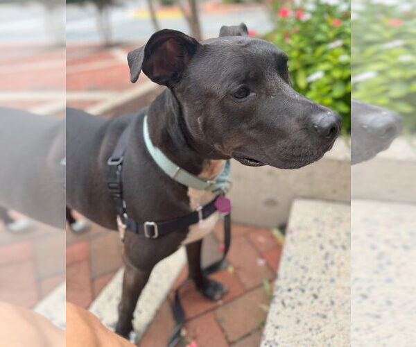 Medium Photo #8 Great Dane-Unknown Mix Puppy For Sale in Greenbelt, MD, USA