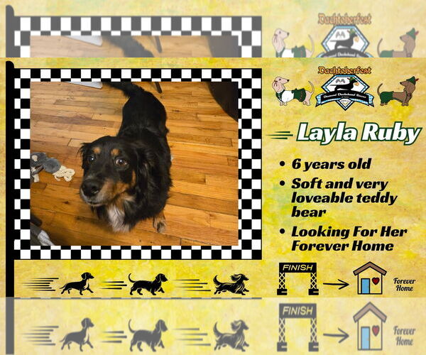 Medium Photo #6 Dachshund-Unknown Mix Puppy For Sale in San Antonio, TX, USA