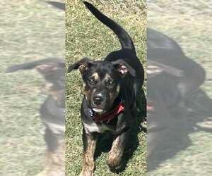 Catahoula Leopard Dog-Labrador Retriever Mix Dogs for adoption in Texas City, TX, USA