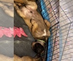 Small Photo #3 Belgian Malinois Puppy For Sale in JACKSONVILLE, FL, USA