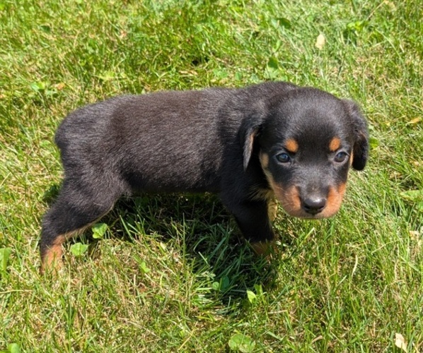 Medium Photo #8 Rottweiler Puppy For Sale in GOSHEN, IN, USA