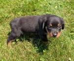 Small #7 Rottweiler