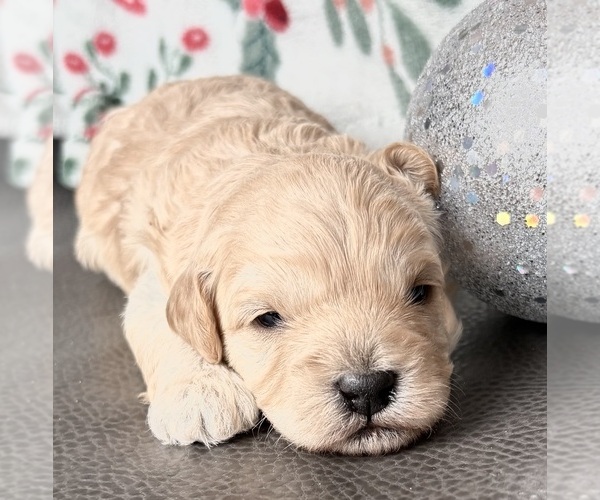 Medium Photo #4 Cavapoo (Miniature) Puppy For Sale in WAUSEON, OH, USA