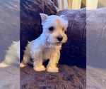 Small Photo #1 Schnauzer (Miniature) Puppy For Sale in CLEVER, MO, USA