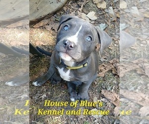 American Pit Bull Terrier Puppy for sale in DELAWARE, OH, USA