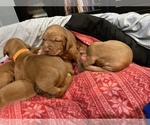 Small Photo #9 Vizsla Puppy For Sale in GAITHERSBURG, MD, USA