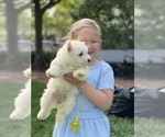 Small #10 West Highland White Terrier