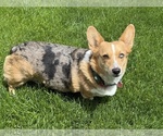 Small #10 American Corgi
