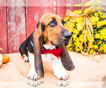 Small Photo #8 Basset Hound Puppy For Sale in WAKARUSA, IN, USA