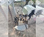 Small Photo #4 Australian Cattle Dog-Schnauzer (Standard) Mix Puppy For Sale in BLACKBIRD, DE, USA