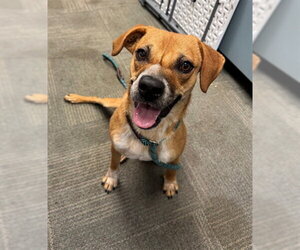 Black Mouth Cur Dogs for adoption in Peoria, IL, USA