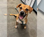 Small Black Mouth Cur