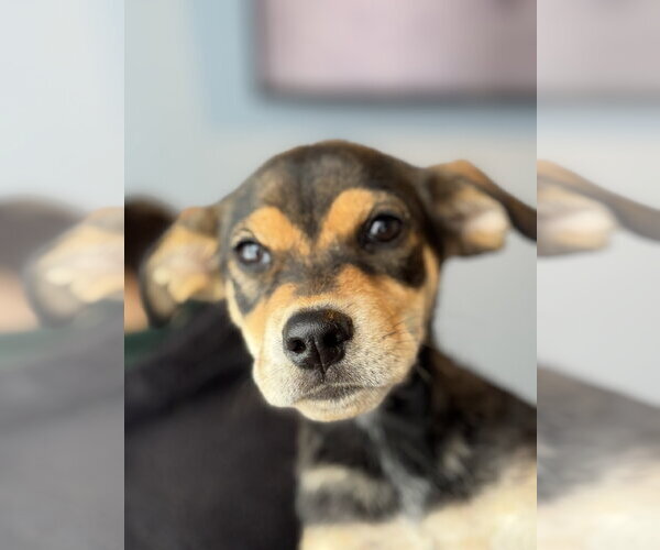 Medium Photo #9 Mutt Puppy For Sale in Jefferson, NJ, USA