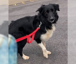 Lucky - Male Border Collie-Unknown Mix Dog for Adoption - Photo #14