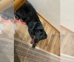 Small #5 Australian Shepherd Mix