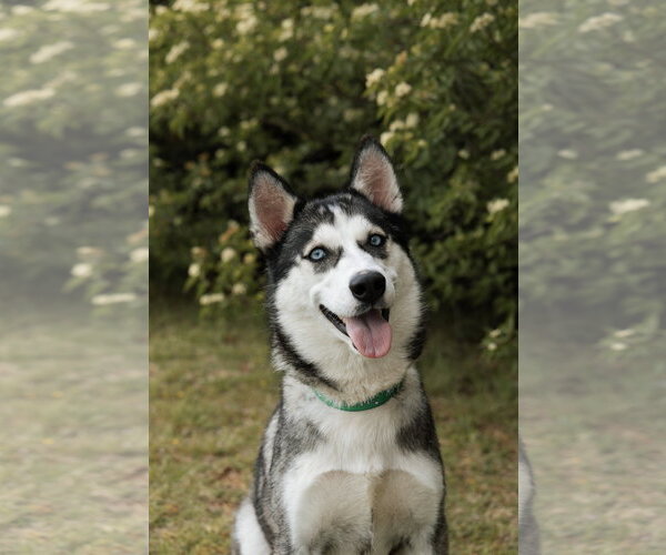 Medium Photo #2 Siberian Husky Puppy For Sale in Carrollton, TX, USA