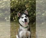 Small #1 Siberian Husky