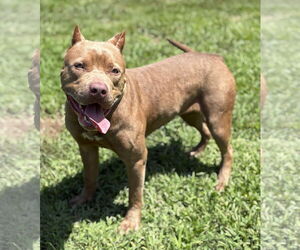 American Pit Bull Terrier-Unknown Mix Dogs for adoption in Virginia Beach, VA, USA