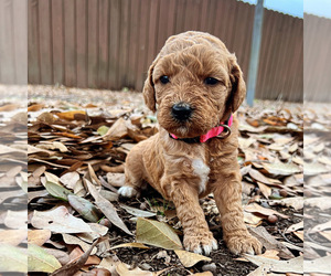Goldendoodle Puppy for sale in HAMMOND, LA, USA