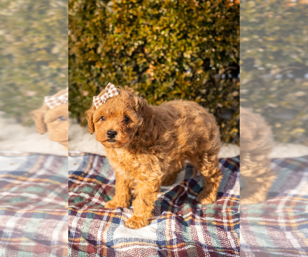 Medium Photo #2 Miniature Labradoodle Puppy For Sale in NAPPANEE, IN, USA