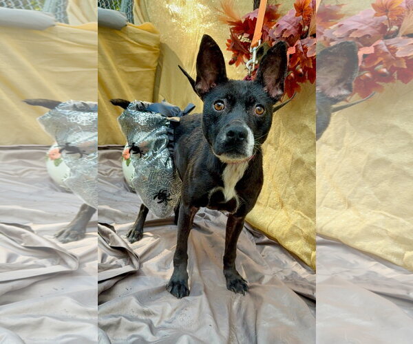 Medium Photo #1 Border Collie-Unknown Mix Puppy For Sale in columbia, SC, USA