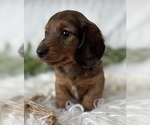 Small #2 Dachshund
