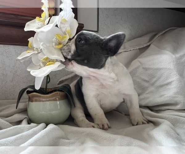 Medium Photo #2 French Bulldog Puppy For Sale in SAINT CLAIR, MI, USA