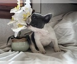 Small Photo #2 French Bulldog Puppy For Sale in SAINT CLAIR, MI, USA