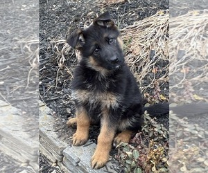German Shepherd Dog Puppy for sale in NEWVILLE, PA, USA
