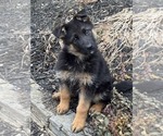 Small German Shepherd Dog