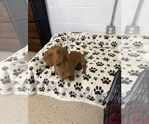 Dachshund Dogs for adoption in York, SC, USA