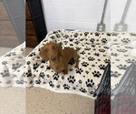 Small Dachshund