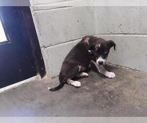 Mutt Dogs for adoption in Tulsa, OK, USA