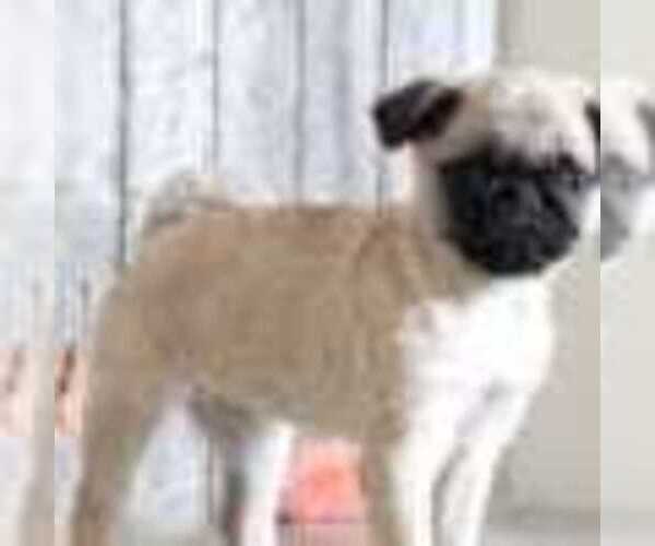 Medium Photo #2 Pug Puppy For Sale in MOUNT VERNON, OH, USA