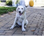 Small Photo #5 Golden Retriever Puppy For Sale in SYRACUSE, IN, USA